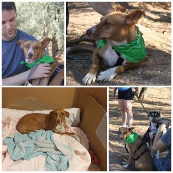 CHAROL, w., kastr., Mischling, ca. 47 cm