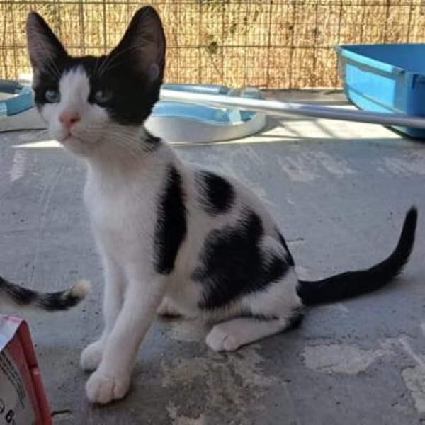 Kleine Two Spot sucht Zuhause!