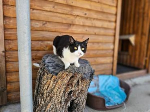 Schmusebär Athur sucht Zuhause!