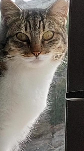 Scheue Fienchen sucht ihr Glück