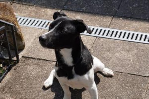 Terrier Mix Skye sucht sein Zuhause