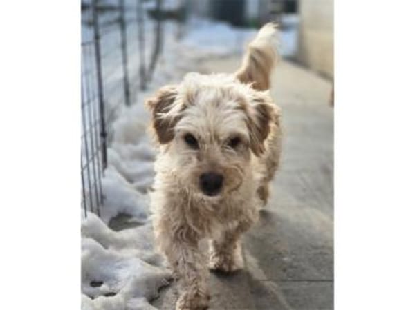 Watson2 - wartet in 96160 Geiselwind