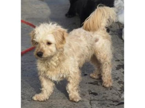 Watson2 - wartet in 96160 Geiselwind