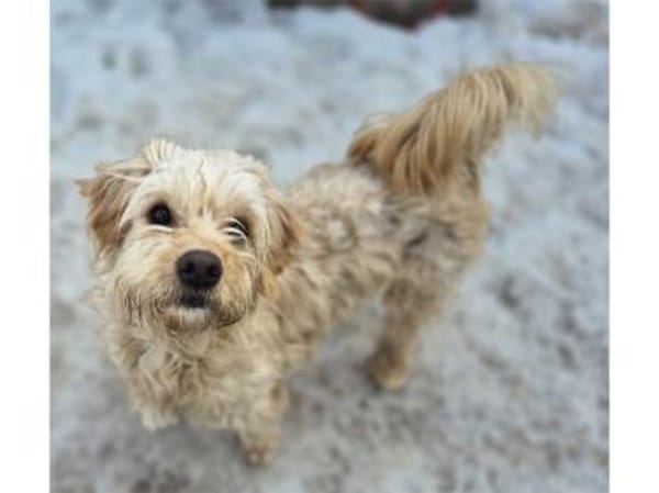 Watson2 - wartet in 96160 Geiselwind