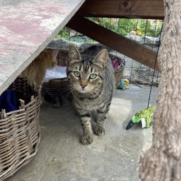 Lucks - verzaubert dich im Nu!