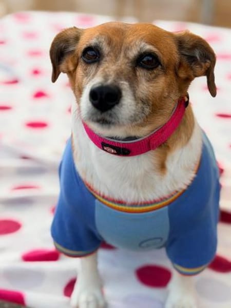 Sumi sucht nochmal das Glück