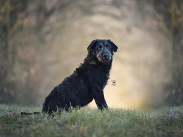 Gibt es ein Zuhause für Liz?