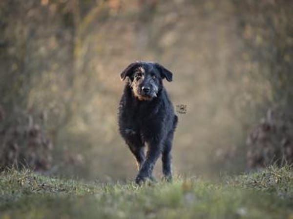 Gibt es ein Zuhause für Liz?