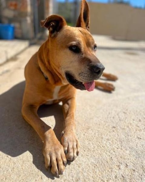 Sanfter Azor möchte ganz viel kuscheln!