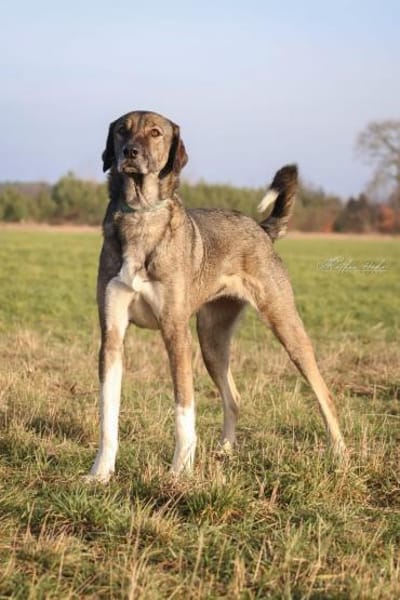 Dolores  große Hundedame mit viel ❤