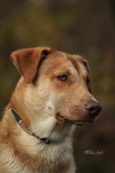 Wudy  der sanfte Beobachter