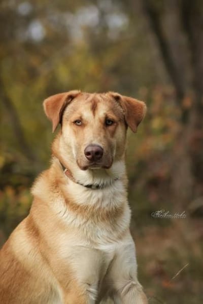 Wudy  der sanfte Beobachter