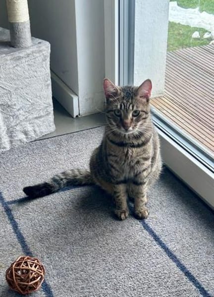 Traumkater MR. WISKERS sucht Zuhause!