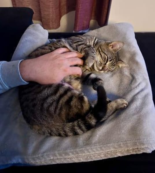 Traumkater MR. WISKERS sucht Zuhause!