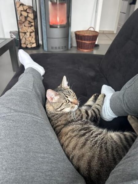 Traumkater MR. WISKERS sucht Zuhause!