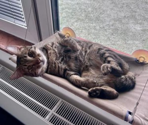 Traumkater MR. WISKERS sucht Zuhause!