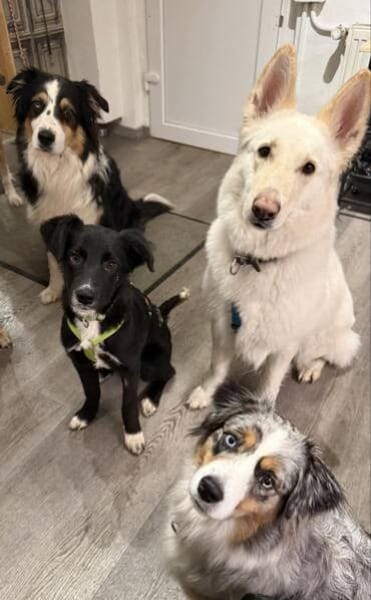 MARIKA * zauberhaftes Hundemädchen