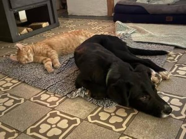 MARIKA * zauberhaftes Hundemädchen