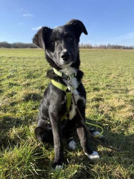 MARIKA * zauberhaftes Hundemädchen