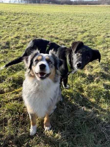 MARIKA * zauberhaftes Hundemädchen