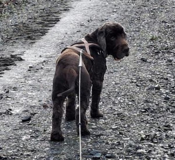 Orphee sucht erfahrenes Zuhause