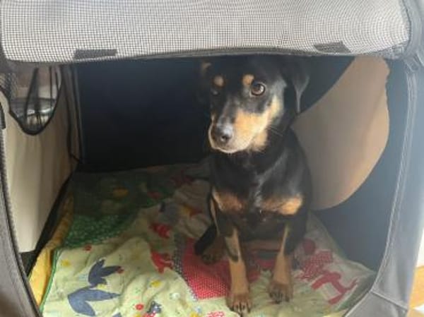 ELIZA ❤ sucht ein einfühlsames Zuhause