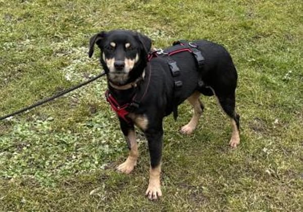 ELIZA ❤ sucht ein einfühlsames Zuhause