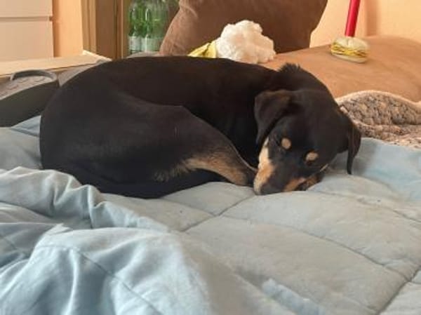 ELIZA ❤ sucht ein einfühlsames Zuhause