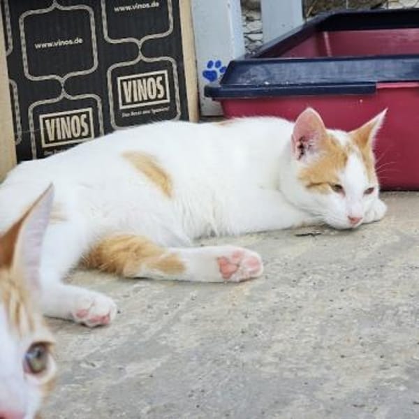 Verspielter Nikos sucht Zuhause