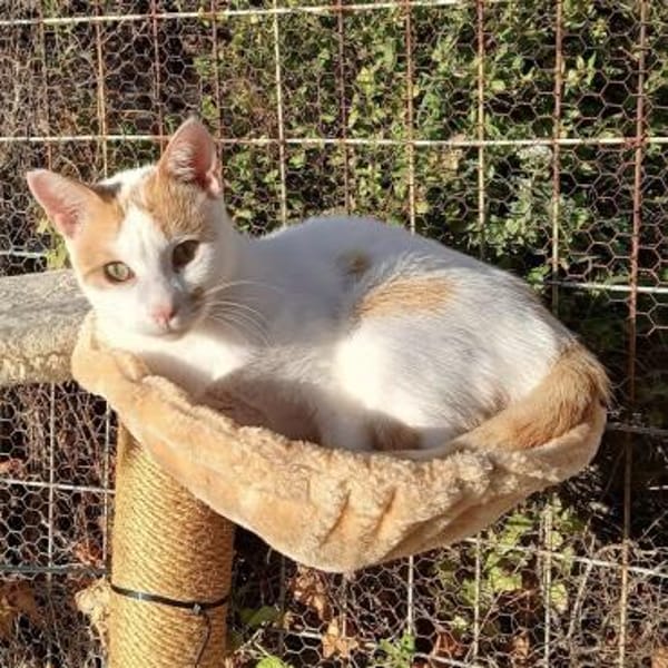 Verspielter Nikos sucht Zuhause