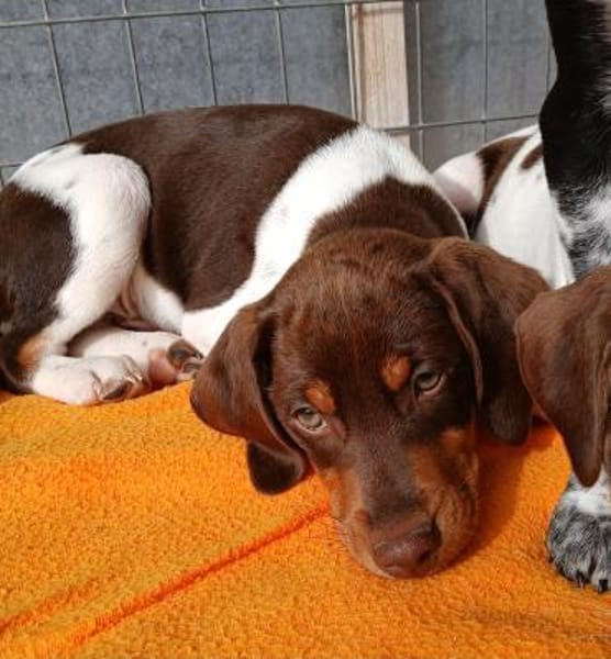 Norman ist einzigartig