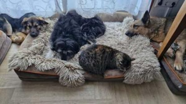 NIKA * sanfte Seele als Zweithund