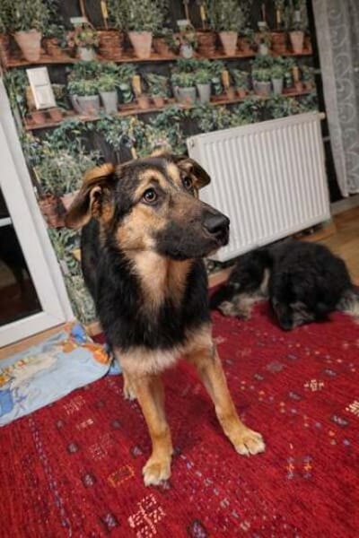 NIKA * sanfte Seele als Zweithund