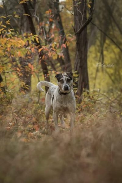 Mayla  fröhliche Entdeckerin sucht
