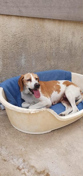 Franzi sucht Familienanschluß