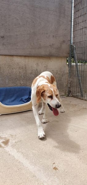 Franzi sucht Familienanschluß