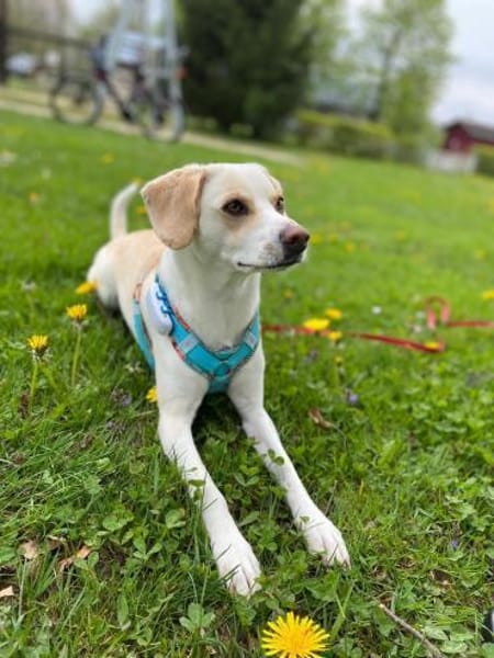 Luna, sportlich und verspielt