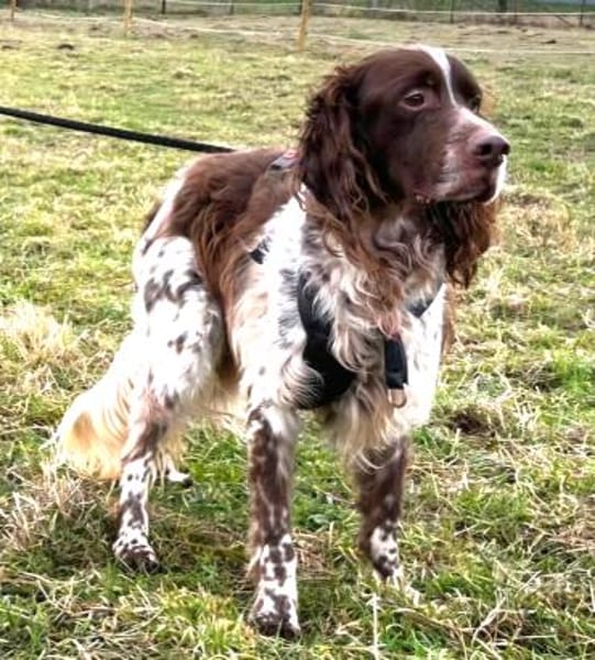 Freddy - geduldige Menschen gesucht