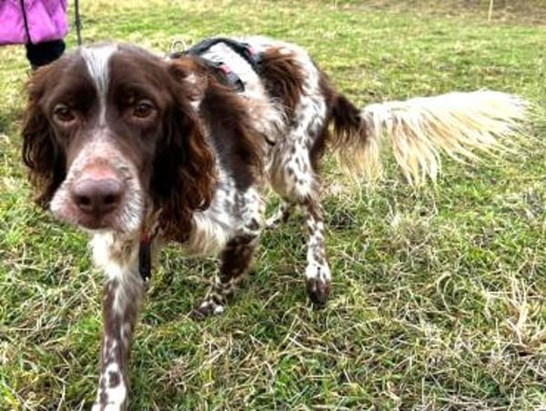 Freddy - geduldige Menschen gesucht