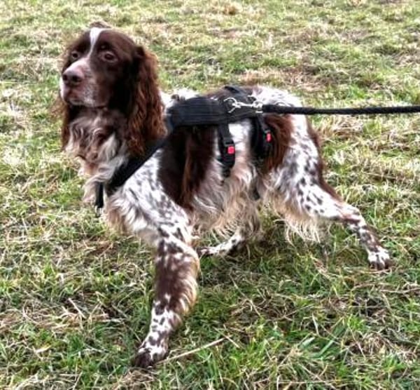 Freddy - geduldige Menschen gesucht