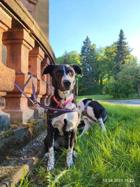 Szofia VA  Quirlig, sensibel und voller