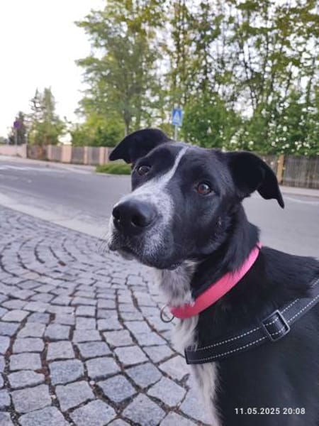 Szofia VA  Quirlig, sensibel und voller