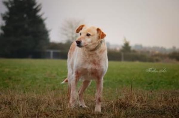 Alfredo  Ein ruhiger Senior sucht ❤