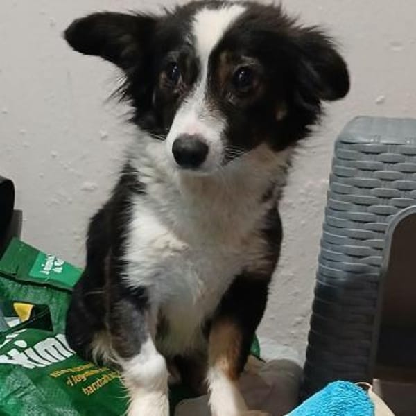 Luisa - aktive Maus sucht Sicherheit