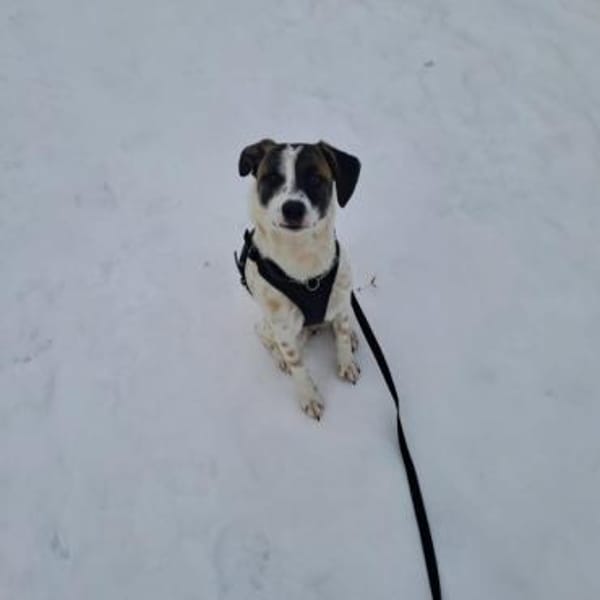 Vesna, liebevolle Zaubermaus, ca. 8 Mona