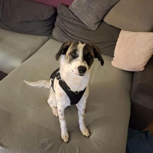 Vesna, liebevolle Zaubermaus, ca. 8 Mona