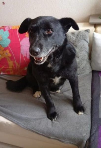 Traumhündin Claire auf PS in 90473