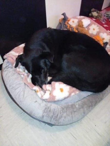 Traumhündin Claire auf PS in 90473