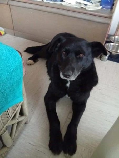 Traumhündin Claire auf PS in 90473