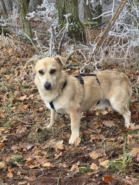 Kleiner Messi (38 cm) sucht Körbchen